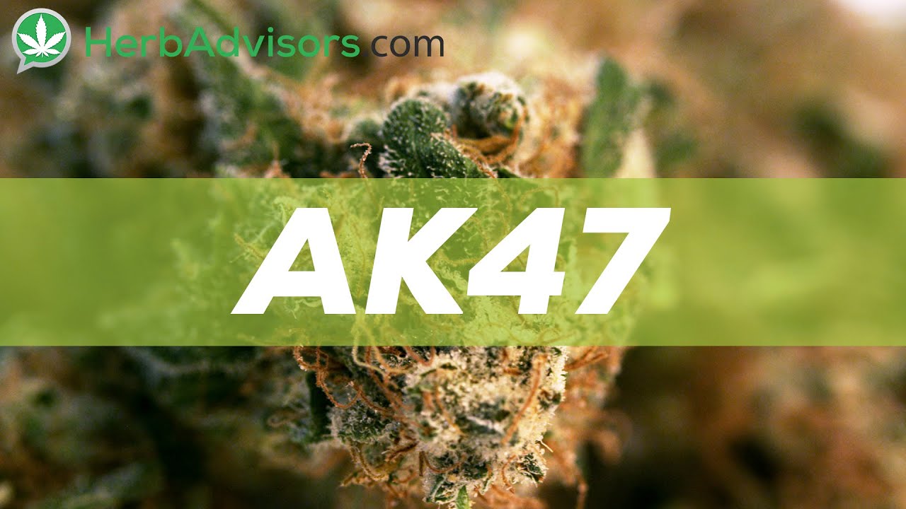 AK47 Marijuana Strain Review by HerbAdvisors.com