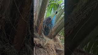 Polinización liquida #agricultura #palmadeaceite