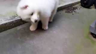 Samoyed Playing in the Backyard by Samoyed Life 12,461 views 8 years ago 1 minute, 14 seconds