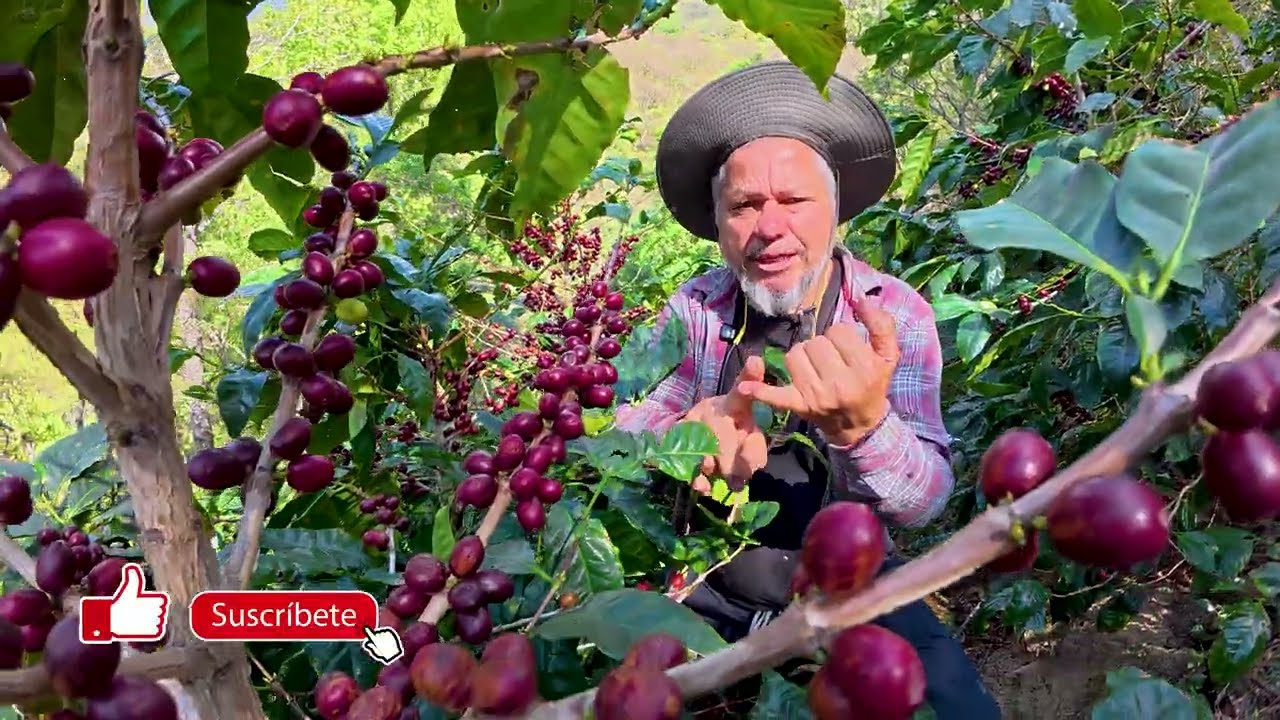 La Finca De Café Especial Más Famosa de Chalatenango, El Salvador. Finca Tres Posos de Don Armando. 