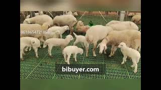 Modern goat farm that is using goat plastic slat floor for their goats sheeps and lambs