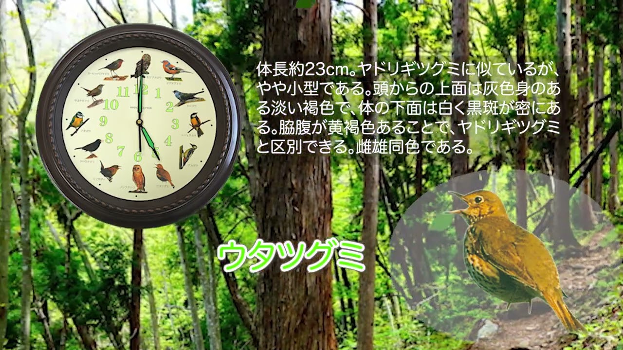 新品】野鳥の電波時計 Ho-20251 マリン商事 日本標準 電波 自動 受信 