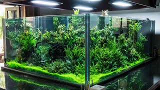 MASSIVE Planted Aquarium!