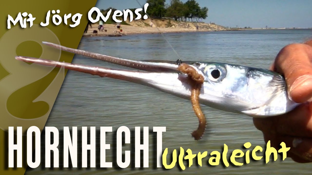 Angler fängt größten Hornhecht der Welt auf Popper! (Nicht in der Ostsee)