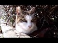 植え込みに猫が生えてた(笑)