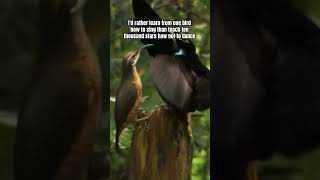 Download Lagu I'd rather learn from one bird how to sing than teach ten thousand stars how not to dance #shorts MP3 Download Lagu I'd rather learn from one bird how to sing than teach ten thousand stars how not to dance #shorts MP3