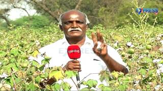 Excellent results through using Crude Edible Oils In Cotton  - Success story of farmers - Express TV
