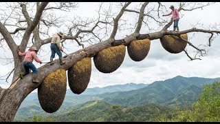 Masters of the Jungle – The Ancient Art of Wild Honey Harvesting