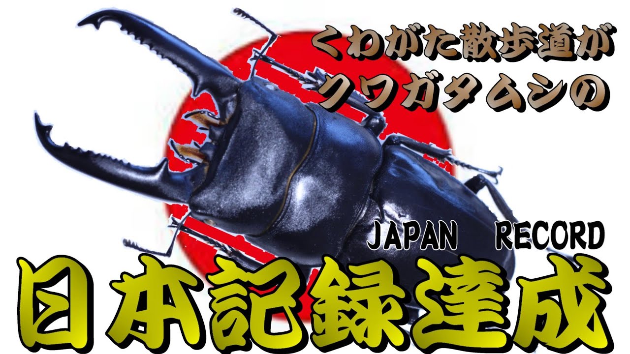 日本記録樹立！日本で一番大きなクワガタムシを採集した！！Japan's