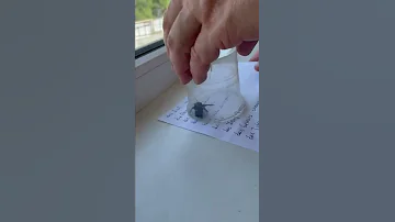 Спасение пчёлы-плотника / rescue the carpenter bee