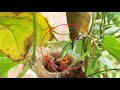 The Baby bird EATS UP Disastrous GREEN BUG Effortlessly | White eye Baby bird feeding | Day 4