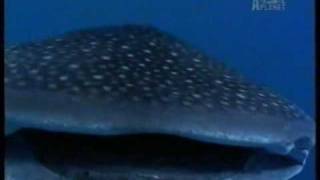 Crocodile Hunter - Sharks Outside The Cage ! (Part 2)