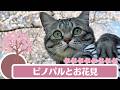 「マジで‼️うまい❤️」とハッキリ喋る猫😻花よりチュール🤣桜満開