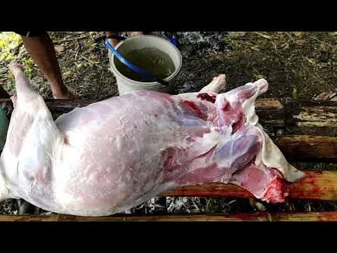 Video: Paano Kumuha Ng Kambing