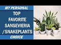My Top 10 Favorite Sansevieria / 10 Paborito kong Snakeplant