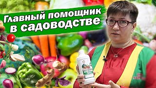 ПРИМЕНЯЙТЕ ФИТОСПОРИН ТАК И ПРОБЛЕМ НЕ БУДЕТ! #огород #сад #рассада