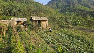 Bad guys no longer attack me, harvest chayote and bring it to the market to sell