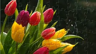 Beautiful Tulips Flowers Puzzle Game Jigsaw Rompecabeza screenshot 5