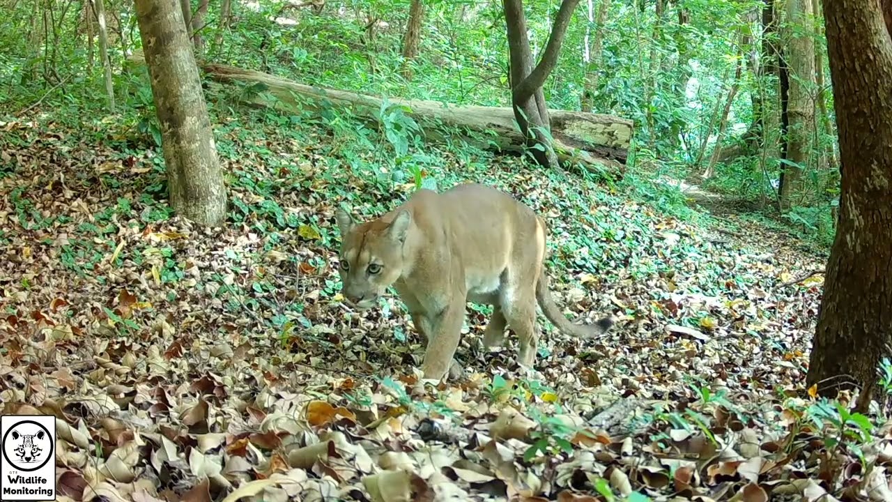 Pumas in Guanacaste - Tico Times