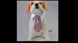 Do this to make your pet cute : Dog screenshot 4