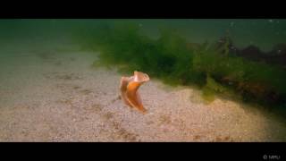 Flight of Flatworm