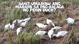 5DAHILAN BAKIT SUMUSUKO SA PAG-AALAGA NG PEKIN DUCK ANG MARAMI?