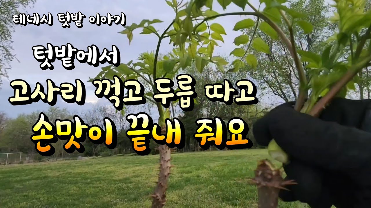 [미국 테네시] 🌱 두릅 따고 고사리 꺽고 요리 했어요. #farming #시골생활 #요리 