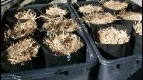 Comfrey Propagation