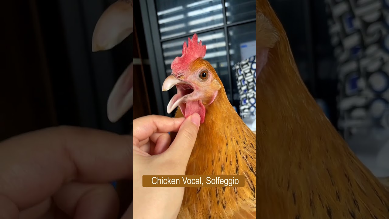 Chicken Vocal, Solfeggio: The Magic Flute, Die Zauberflöte - Mozart