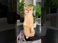 #cat #cute #dog #shorts #funny #viral #comedy #youtubeshorts #shortvideo #viralvideo #baby #memes