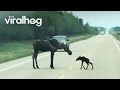 Mother Moose and Newborn Calf Cross Road || ViralHog