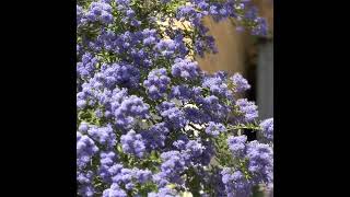 What a lovely Californian Lilac Ceanothus Thyrsiflorus