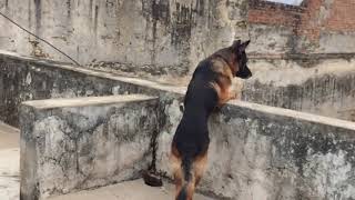 German Shepard ,boxer and monkeys by Charan Singh Rathore  2,864 views 3 years ago 1 minute, 5 seconds