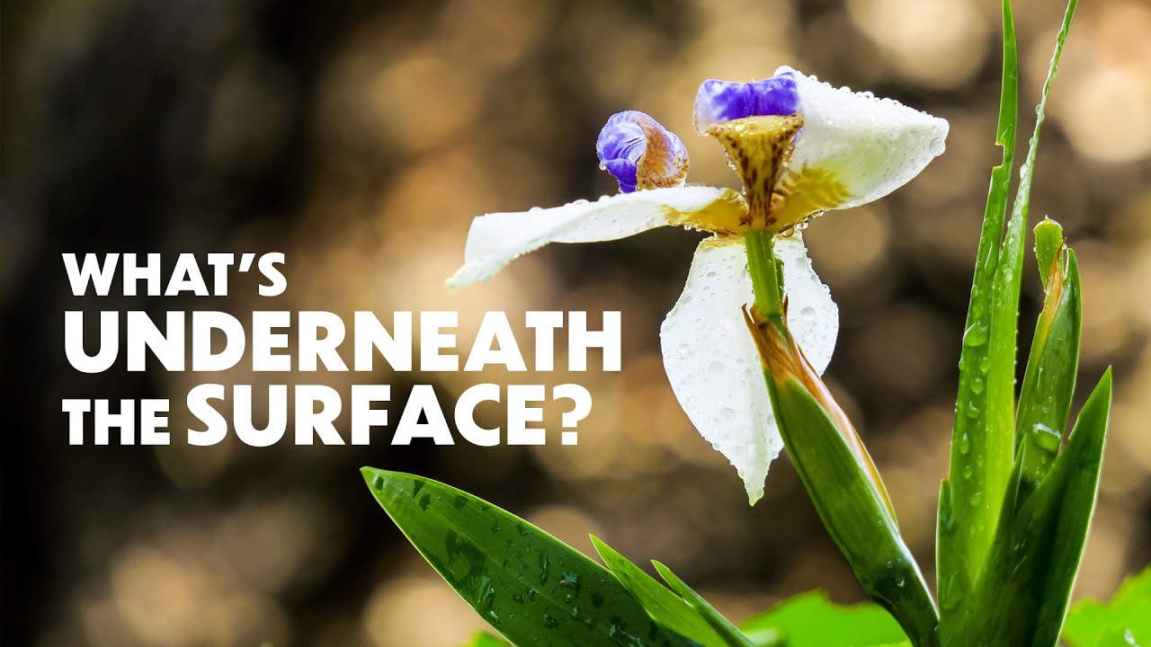 Running Iris Flower Essence What's Underneath the Surface? YouTube