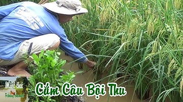 Cắm câu cá lóc bằng mồi nhái trên ruộng lúa chín |Fishing vietnam