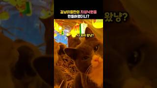 길냥이들만의 지상낙원을 만들어줬더니?! #동물 #고양이