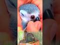 Bird nose worms treatment #animals #birds #animalrescue #cat #vetcare
