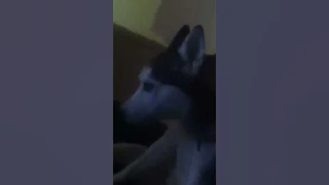 Husky screams