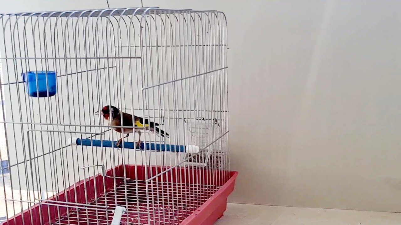 تجهيز أزواج الحسون بهذا العامل المهم وهذا هو المشكل لعدم تزاوجهم