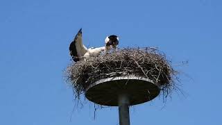 White storks in Denmark Rens 18 maj 2024