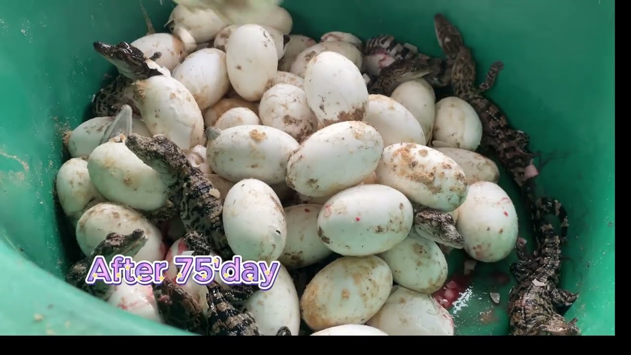 Это процесс вылупления яиц крокодила, Крокодиловая ферма.