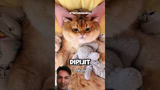 oyen #shortsfeed #kucinglucu #funny #cutecat
