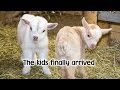 Kid Goats are Here!