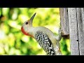 Red Bellied Woodpecker Couple Inspect Nest Box