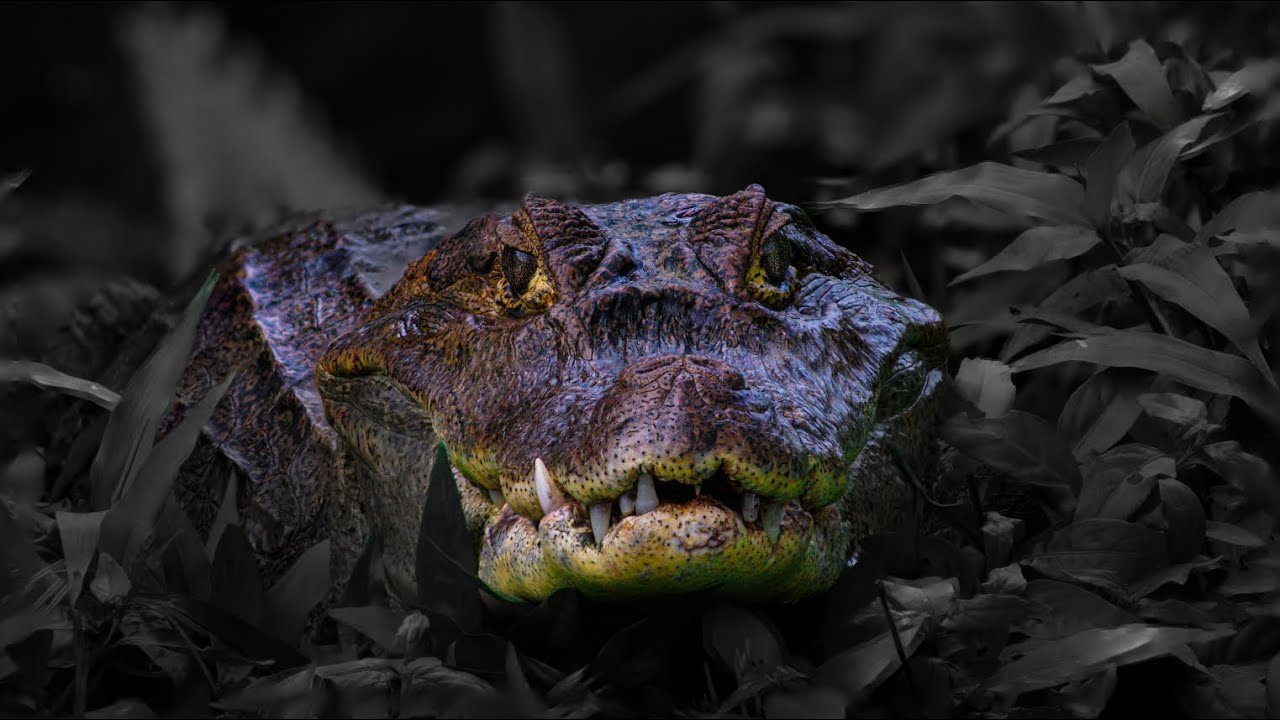 AMERICAN CROCODILE ATTACKED BY spectacled caiman in Panama   COCODRILO  Vs CAIMAN DE  EN PANAMÁ 