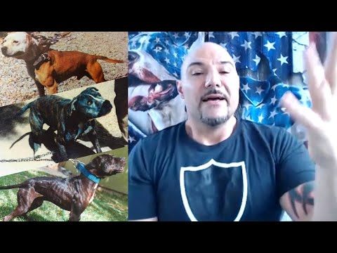 Controversial Dog Names, Don Mayfield ◇ APBT Alpha Performance