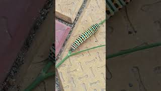 Kudtrat ka karishma kitny pyara multicolour ka kida#viralshort #trending #warm #nature #garden #how