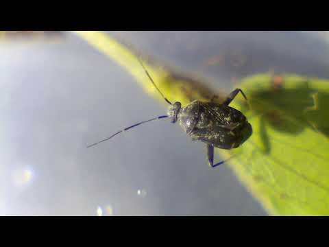 Kumbang Kecil Hitam Bintik Kuning Emas Khaki Kalimantan