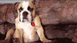 Funny Videos  Lazy and Sleepy Moments of Cats, Dogs and other Animals by Funny Cats Vines 17 views 8 years ago 2 minutes, 9 seconds