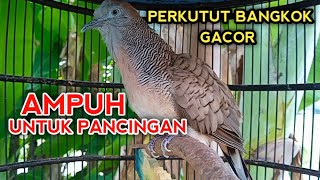 Download Lagu PERKUTUT BANGKOK GACOR UNTUK PANCINGAN AGAR PERKUTUT BANGKOK CEPAT BUNYI MP3 Download Lagu PERKUTUT BANGKOK GACOR UNTUK PANCINGAN AGAR PERKUTUT BANGKOK CEPAT BUNYI MP3